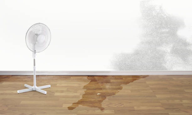 Best Professional water damage repair  in Johnstown, PA