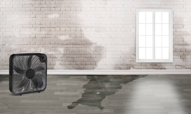 Best Carpet water damage restoration  in Johnstown, PA